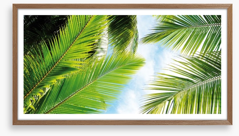 Palm leaves