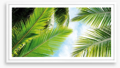 Palm leaves