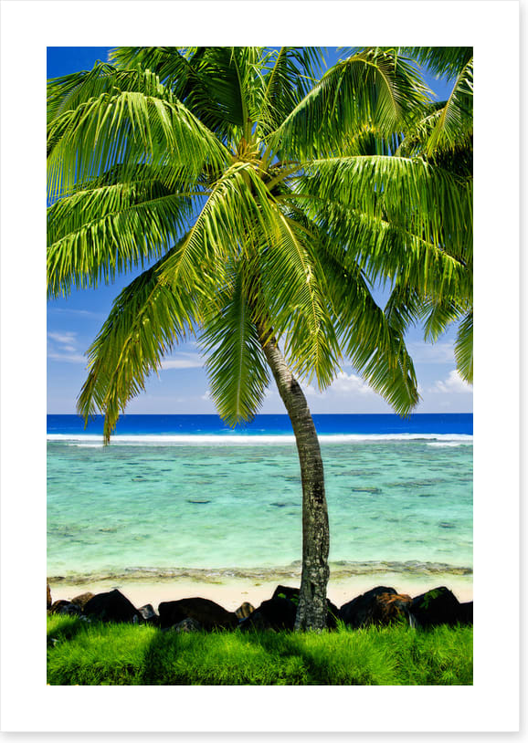 Prime spot palm