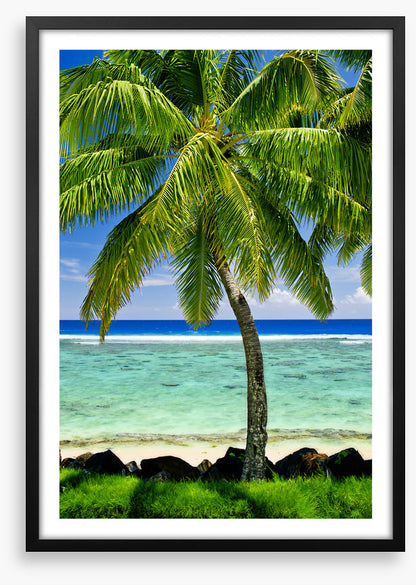 Prime spot palm