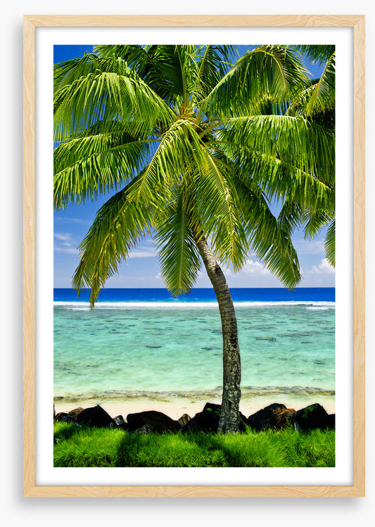 Prime spot palm