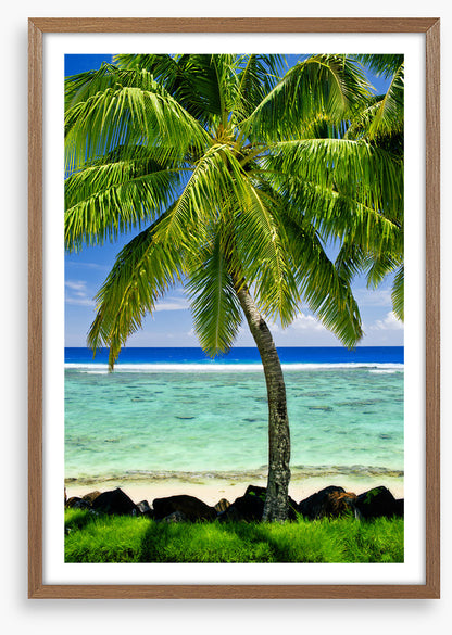 Prime spot palm