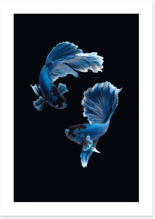 Betta blues