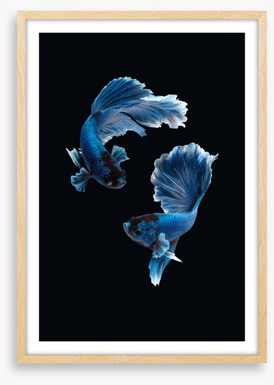 Betta blues
