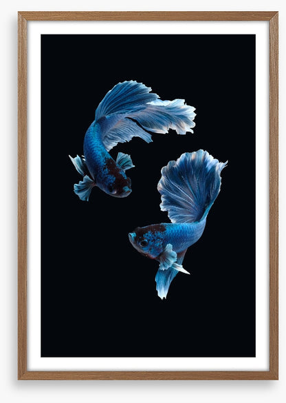 Betta blues