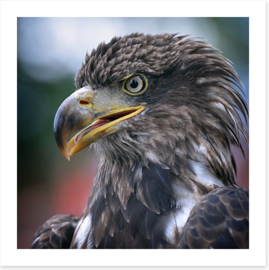 Majestic golden eagle