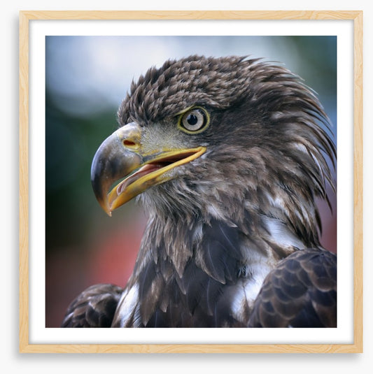 Majestic golden eagle