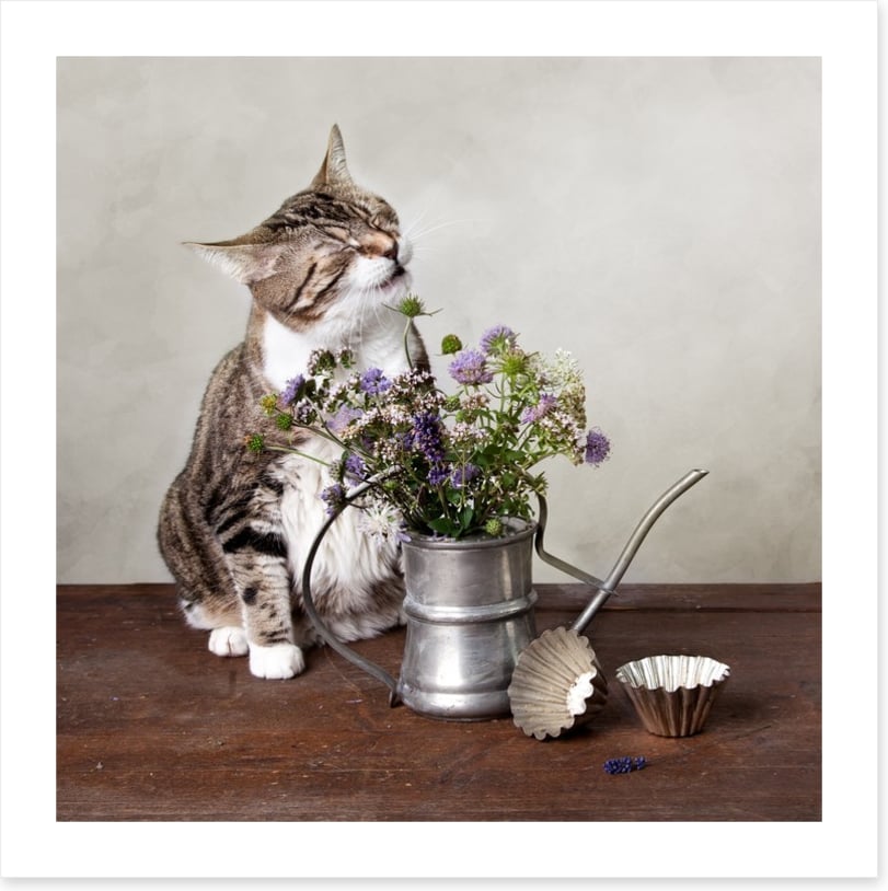 Curiosity tickled the cat