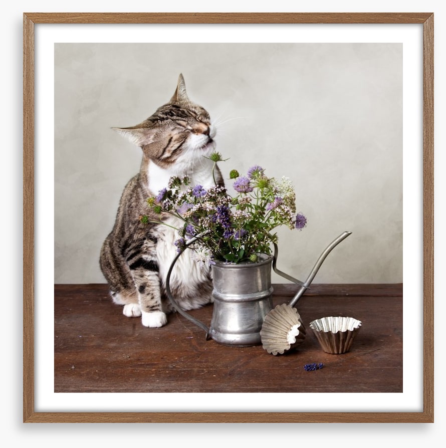Curiosity tickled the cat