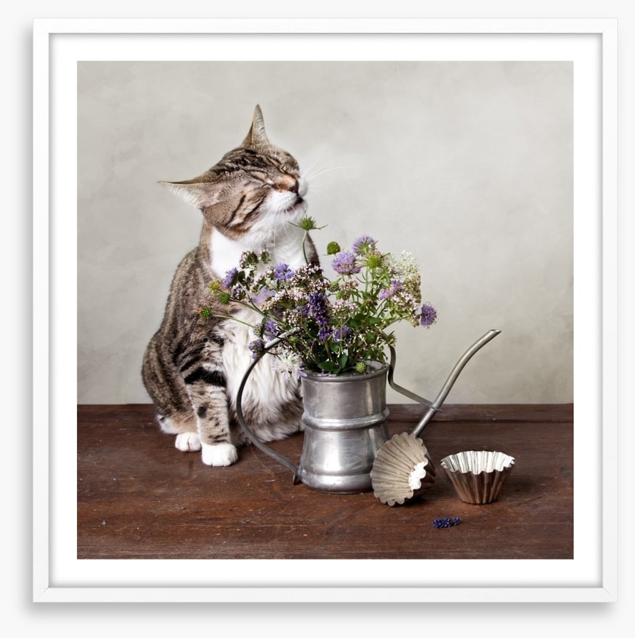 Curiosity tickled the cat