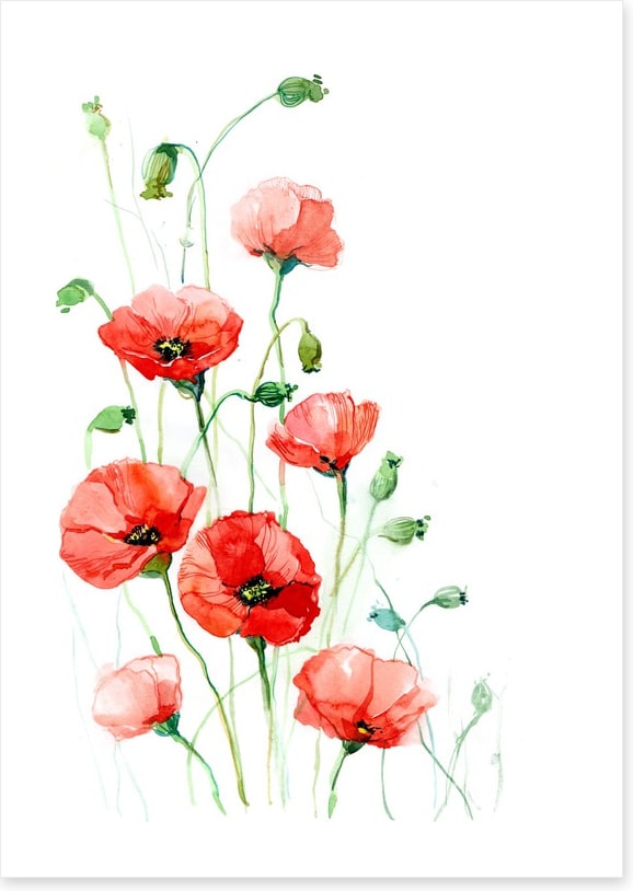 Climbing poppies
