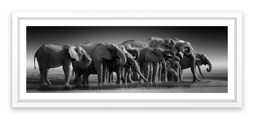 The thirsty herd