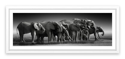 The thirsty herd