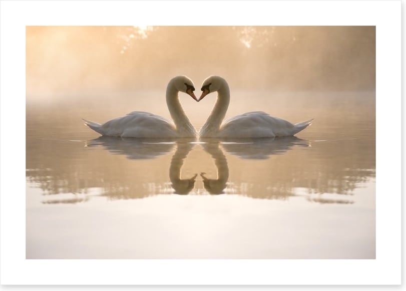 Dawning love