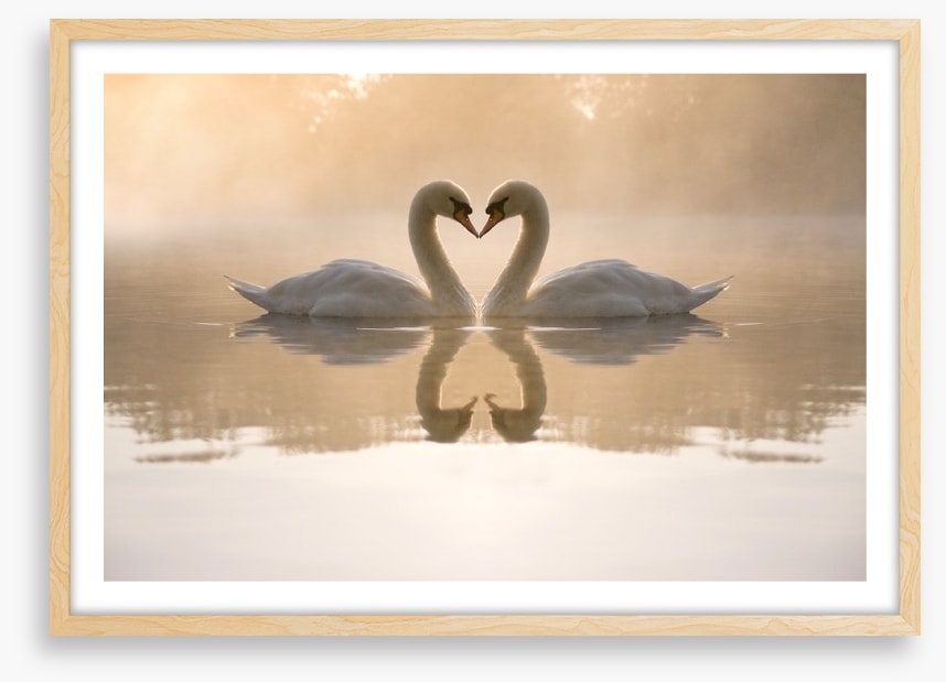 Dawning love