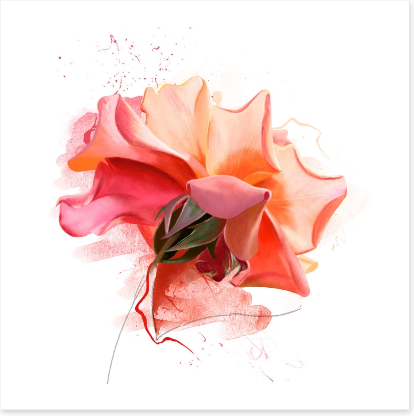 Feeling rosy III