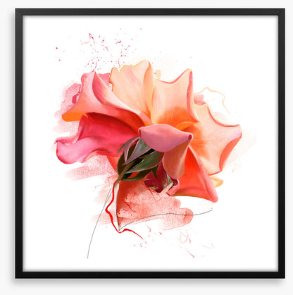 Feeling rosy III