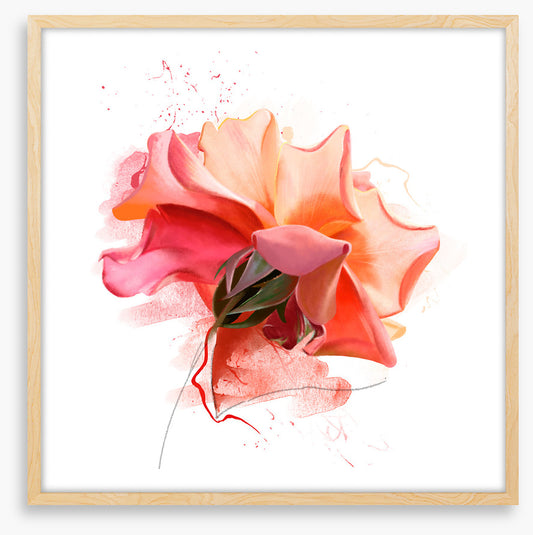Feeling rosy III