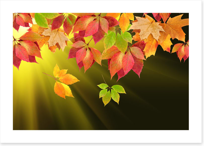 Leaves