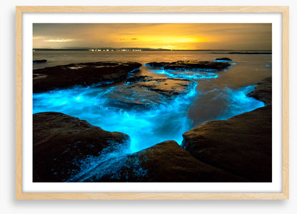 Bioluminescence
