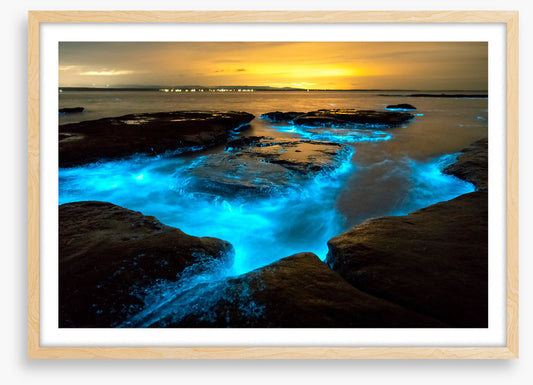 Bioluminescence