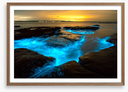 Bioluminescence