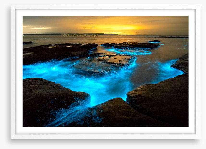 Bioluminescence