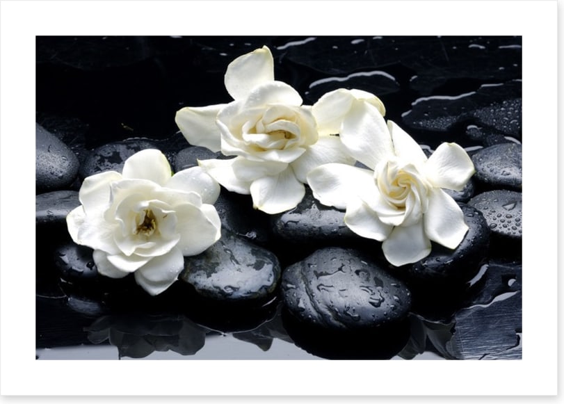 Gardenia flowers and pebbles