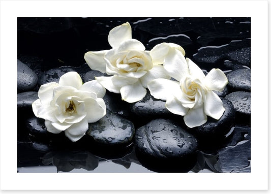 Gardenia flowers and pebbles