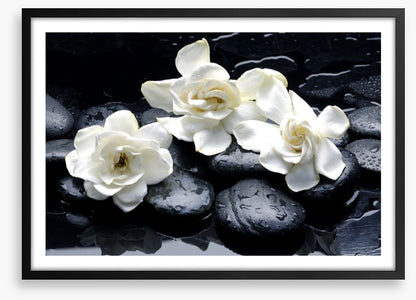 Gardenia flowers and pebbles