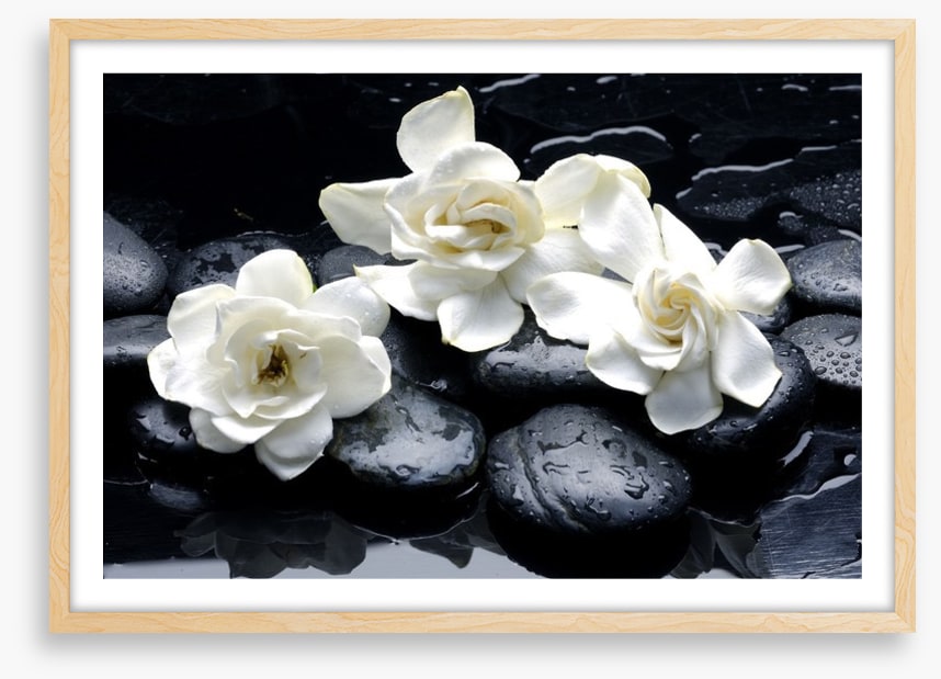Gardenia flowers and pebbles