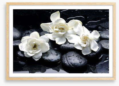Gardenia flowers and pebbles