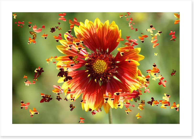 Spring wings