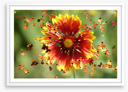 Spring wings