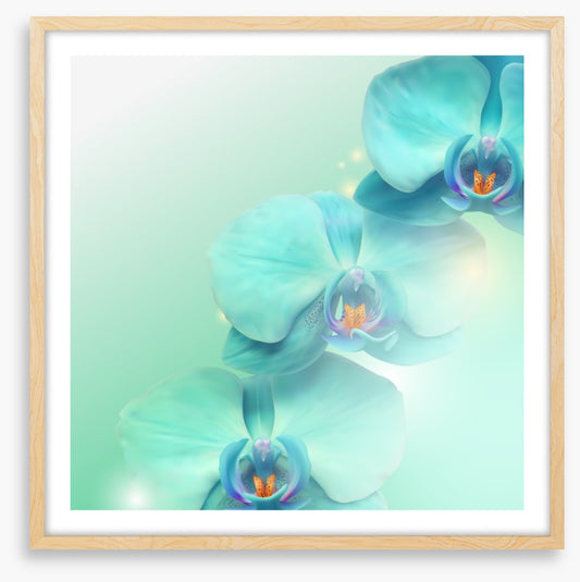 Orchid enlightenment