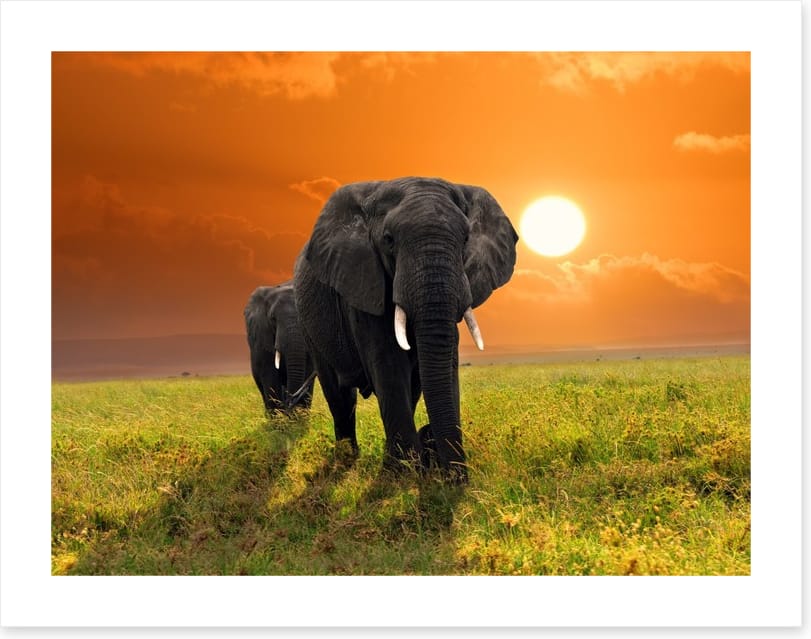 Serengeti steps