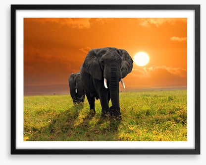 Serengeti steps