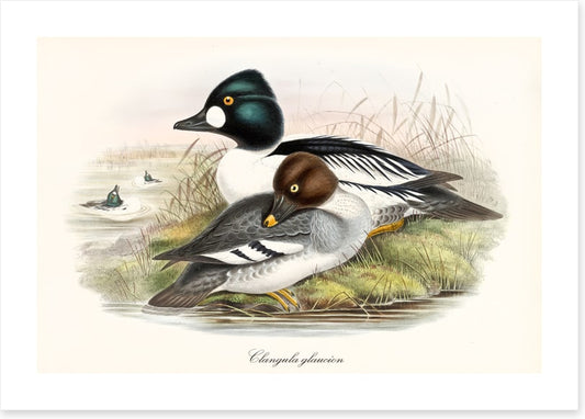 Bucephala clangula