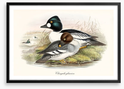Bucephala clangula