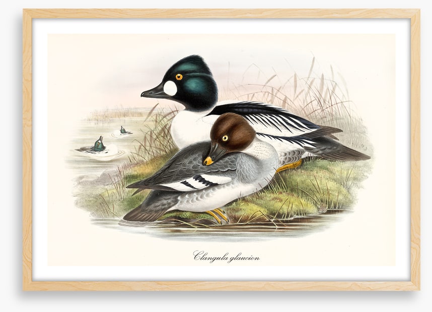 Bucephala clangula
