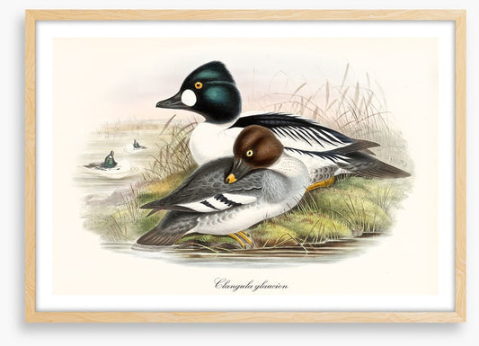 Bucephala clangula