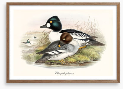Bucephala clangula