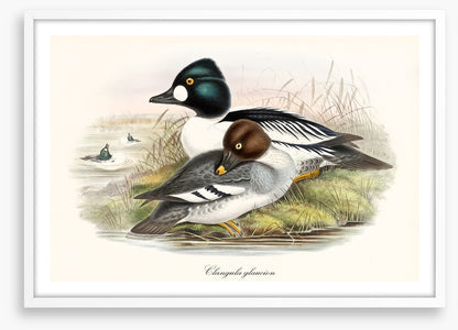 Bucephala clangula