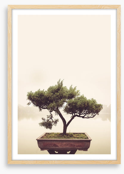 Bonsai mist