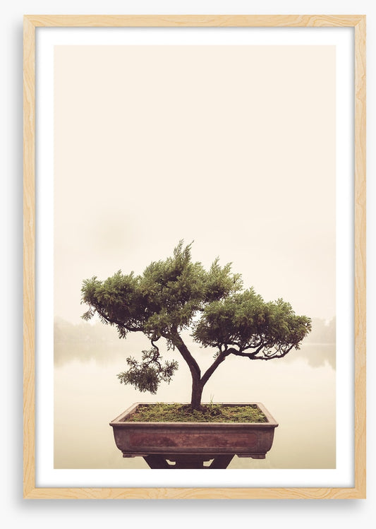 Bonsai mist