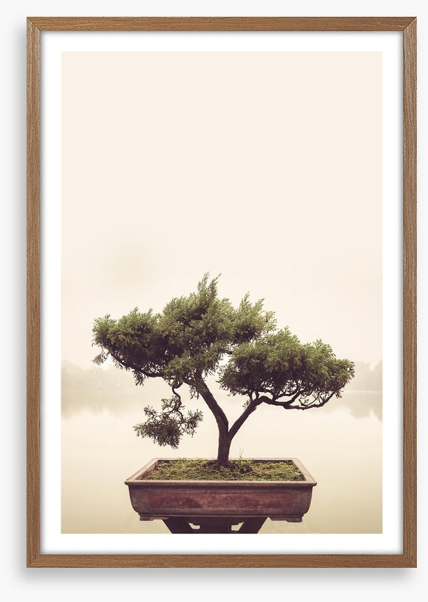 Bonsai mist