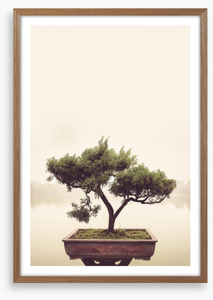 Bonsai mist