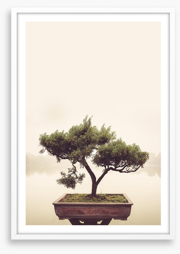 Bonsai mist