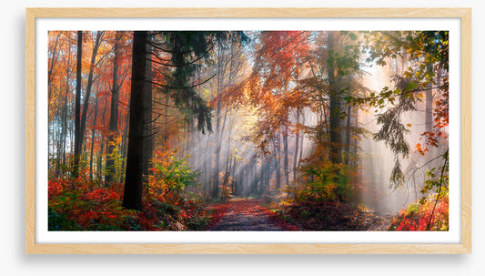 Autumn shining through