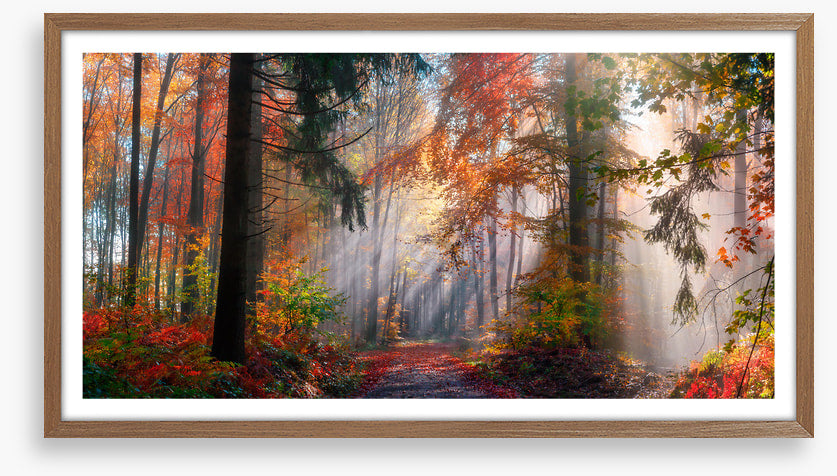 Autumn shining through